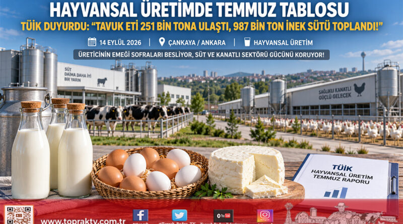 TÜİK Temmuz Rakamlarını Açıkladı: Tavuk Eti ve Yumurtada Çifte Artış, Sanayiye Giden Sütte Yıllık Yükseliş Sürüyor!…