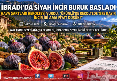 İbradı Ürünlü’de Bursa Siyah İnciri Hasadı Başladı: Rekoltede Yüzde 75 Kayıp, Kalitede Yüksek İrilik!…