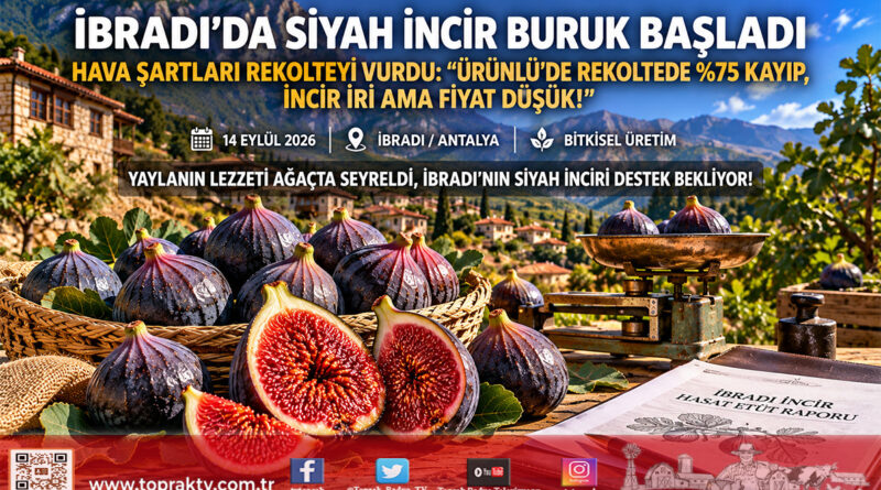 İbradı Ürünlü’de Bursa Siyah İnciri Hasadı Başladı: Rekoltede Yüzde 75 Kayıp, Kalitede Yüksek İrilik!…
