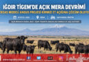 Iğdır Kazımkarabekir TİGEM’de Açık Mera Devrimi: Teksas Modeli Angus Yetiştiriciliği Kırmızı Et Açığına Çözüm Oluyor!…