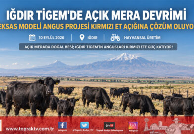 Iğdır Kazımkarabekir TİGEM’de Açık Mera Devrimi: Teksas Modeli Angus Yetiştiriciliği Kırmızı Et Açığına Çözüm Oluyor!…