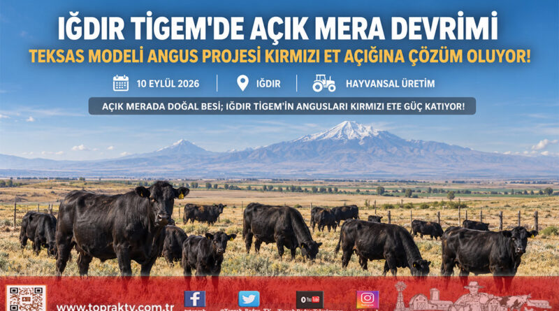 Iğdır Kazımkarabekir TİGEM’de Açık Mera Devrimi: Teksas Modeli Angus Yetiştiriciliği Kırmızı Et Açığına Çözüm Oluyor!…