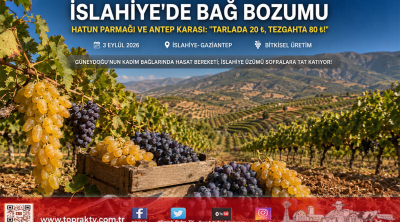 İslahiye’nin Meşhur “Hatun Parmağı” ve “Antep Karası” Bağlarında Hasat Mesaisi: Tarlada 20 ₺, Markette 80 ₺!…
