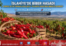 İslahiye Ovası’nda “Kırmızı Altın” Mesaisi Başladı: Gaziantep’in Biber Üssünde Hasat Heyecanı!..