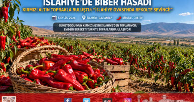 İslahiye Ovası’nda “Kırmızı Altın” Mesaisi Başladı: Gaziantep’in Biber Üssünde Hasat Heyecanı!..