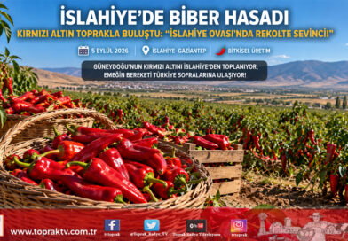 İslahiye Ovası’nda “Kırmızı Altın” Mesaisi Başladı: Gaziantep’in Biber Üssünde Hasat Heyecanı!..