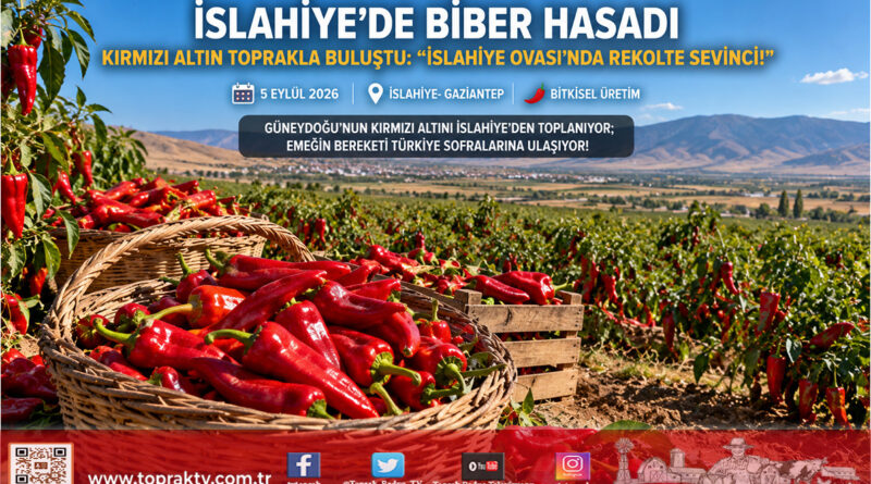 İslahiye Ovası’nda “Kırmızı Altın” Mesaisi Başladı: Gaziantep’in Biber Üssünde Hasat Heyecanı!..