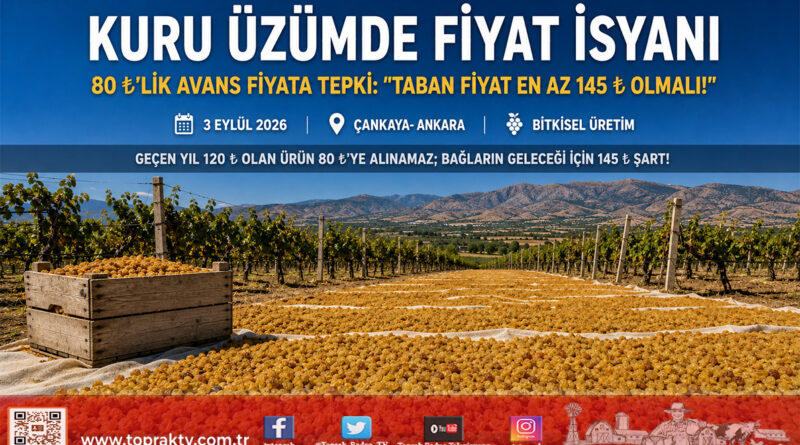 TARİŞ’in Kuru Üzüm Fiyatına Sert Tepki: “Geçen Yıl 120 ₺ Olan Ürün 80 ₺’ye Alınamaz, En Az 145 ₺ Olmalı!”…