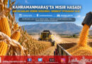 Kahramanmaraş Ovalarında Mısır Hasadı Başladı: Ani Sıcaklar Dane Doldurmayı Vurdu, Verimde %30 Kayıp Var!…