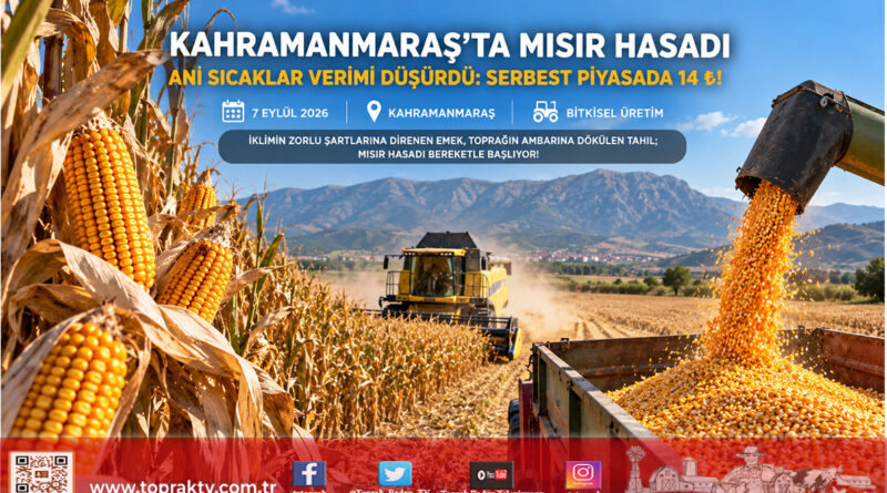Kahramanmaraş Ovalarında Mısır Hasadı Başladı: Ani Sıcaklar Dane Doldurmayı Vurdu, Verimde %30 Kayıp Var!…