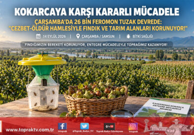 Çarşamba’da Kahverengi Kokarcaya Karşı Topyekun Seferberlik: 26 Bin Feromon Tuzakla “Cezbet-Öldür” Hamlesi!…