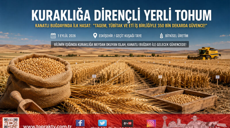 İklim Krizine Karşı Yerli ve Dirençli Islah: ETİ, TAGEM ve TÜBİTAK İş Birliğiyle Geliştirilen “Kanatlı Buğdayı”nda İlk Tohumluk Hasadı Yapıldı!…