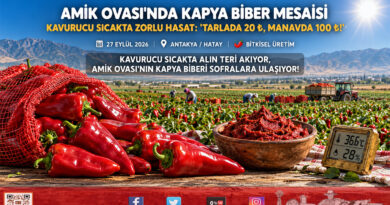 Amik Ovası’nda Sıcağa Rağmen Kapya Biber Mesaisi: Tarlada 20 ₺, Manavda 100 ₺ Çelişkisi!…