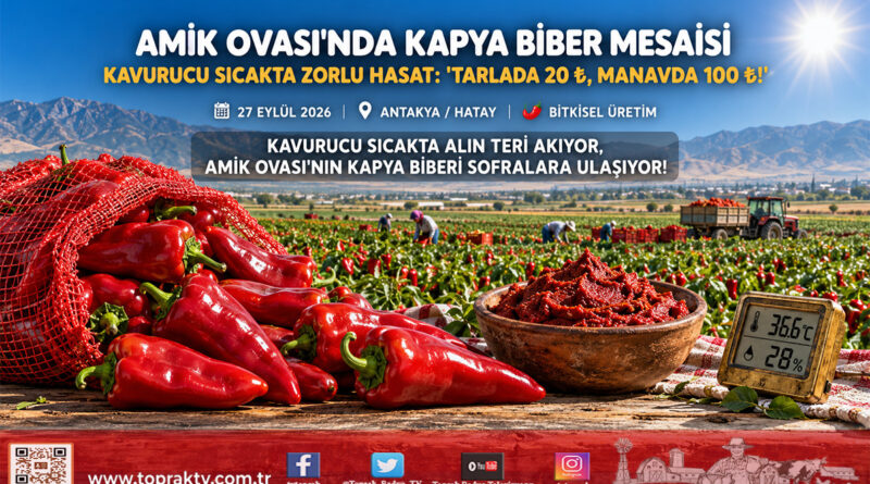 Amik Ovası’nda Sıcağa Rağmen Kapya Biber Mesaisi: Tarlada 20 ₺, Manavda 100 ₺ Çelişkisi!…