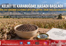 Gümüşhane Kelkit’te Hasat Heyecanı: Glutensiz Şifa Kaynağı Karabuğday 2 Bin 500 Dönümde Toplanıyor!…