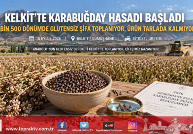 Gümüşhane Kelkit’te Hasat Heyecanı: Glutensiz Şifa Kaynağı Karabuğday 2 Bin 500 Dönümde Toplanıyor!…