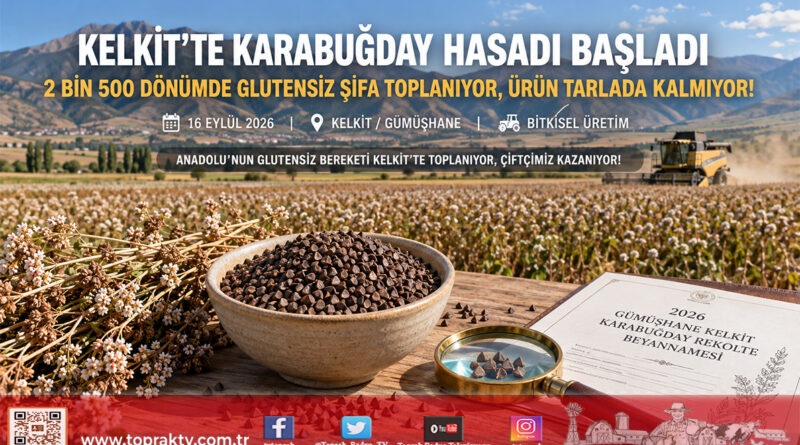 Gümüşhane Kelkit’te Hasat Heyecanı: Glutensiz Şifa Kaynağı Karabuğday 2 Bin 500 Dönümde Toplanıyor!…