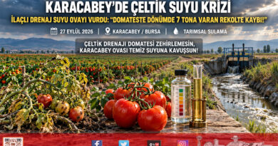 Karacabey Ovası’nda Çeltik Suyu Alarmı: Zirai İlaçlı Drenaj Suyu Salçalık Domateste Dönüm Başına 7 Ton Verim Kaybına Yol Açtı!…