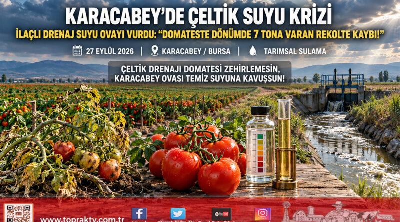 Karacabey Ovası’nda Çeltik Suyu Alarmı: Zirai İlaçlı Drenaj Suyu Salçalık Domateste Dönüm Başına 7 Ton Verim Kaybına Yol Açtı!…