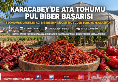 Karacabey’de Ata Tohumu Acı Pul Biberle Gelen Başarı: Kilogramı 400 ₺’den Türkiye Pazarına Ulaşıyor!…