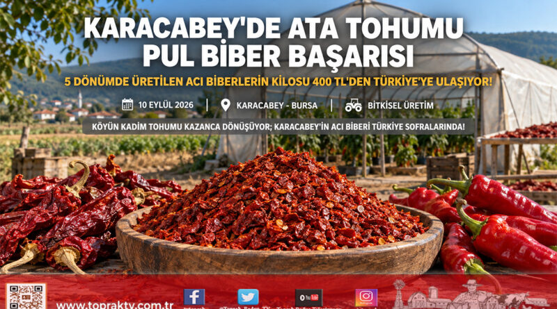 Karacabey’de Ata Tohumu Acı Pul Biberle Gelen Başarı: Kilogramı 400 ₺’den Türkiye Pazarına Ulaşıyor!…