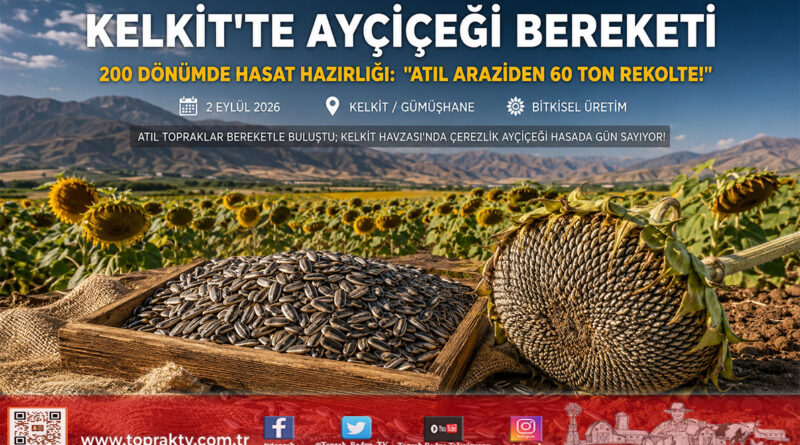 Kelkit Havzası’nda Sarı Bereket: Atıl Araziler Yeşerdi, 200 Dönümden 60 Ton Çerezlik Ayçiçeği Rekoltesi Bekleniyor!…