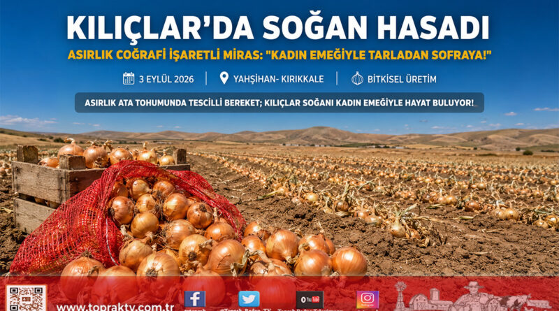Kırıkkale’de Asırlık Mirasın Hasat Mesaisi: Coğrafi İşaretli Kılıçlar Soğanı Tarlada 30 ₺!…
