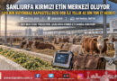 Şanlıurfa Kırmızı Etin Üssü Oluyor: 120 Bin Büyükbaş Kapasiteli Besi OSB Ortadoğu Pazarına Açılıyor!…