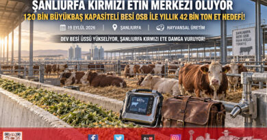 Şanlıurfa Kırmızı Etin Üssü Oluyor: 120 Bin Büyükbaş Kapasiteli Besi OSB Ortadoğu Pazarına Açılıyor!…