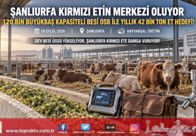 Şanlıurfa Kırmızı Etin Üssü Oluyor: 120 Bin Büyükbaş Kapasiteli Besi OSB Ortadoğu Pazarına Açılıyor!…