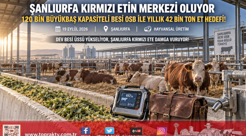 Şanlıurfa Kırmızı Etin Üssü Oluyor: 120 Bin Büyükbaş Kapasiteli Besi OSB Ortadoğu Pazarına Açılıyor!…