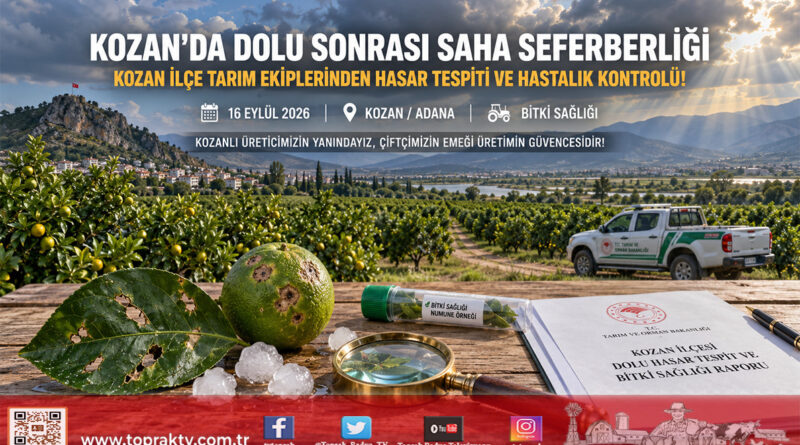 Kozan’da Dolu Yağışının Ardından Ekipler Sahada: Tarım Arazilerinde Hasar Tespiti ve Hastalık Taraması Başlatıldı!…