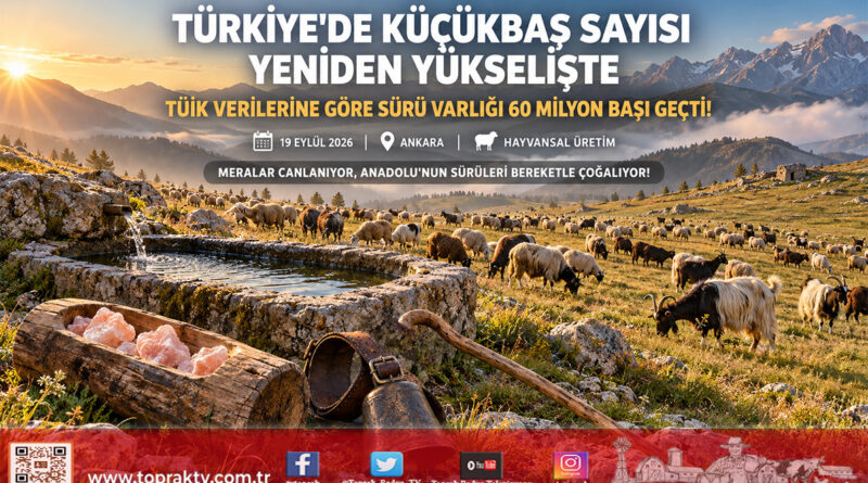 Türkiye’de Küçükbaş Varlığı Yeniden Yükselişte: 60 Milyon Sınırı Aşıldı!…