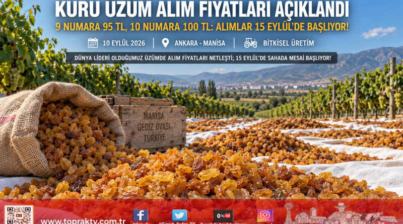 Toprak Mahsulleri Ofisi Çekirdeksiz Kuru Üzüm Alım Fiyatlarını Açıkladı: 9 Numara ₺95, 10 Numara ₺100 Olarak Belirlendi!…