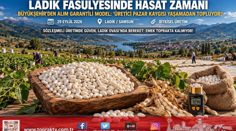 Ladik Ovası’nda Sözleşmeli Hasat Bereketi: Büyükşehir’den Alım Garantili Ladik Fasulyesinde Üretici Pazar Kaygısı Yaşamıyor!…