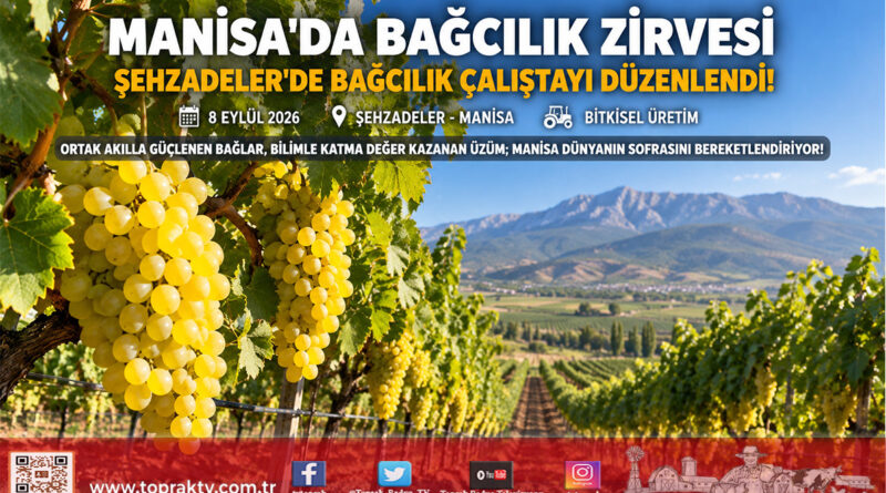 Türkiye Üretiminin %88’i Bu Topraklarda: Şehzadeler’de Bağcılık Çalıştayı Ortak Akılla Toplandı!…