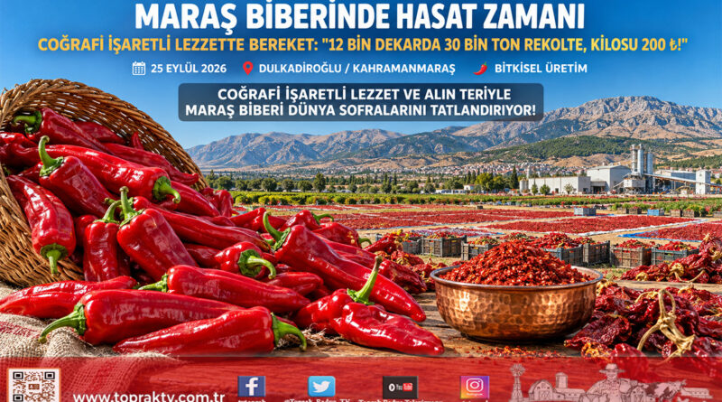 Akdeniz’in Kırmızı Altınında Hasat Zamanı: Coğrafi İşaretli Maraş Biberinde 12 Bin Dekarda 30 Bin Ton Rekolte Mesaisi!…