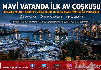 Karadeniz’den Ege’ye “Vira Bismillah” Coşkusu: Ağlar Doldu, İlk Gün Palamut Bereketiyle Tezgahlarda Fiyatlar 150 ₺’den Açıldı!…