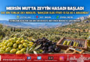 Mersin Mut’ta Dev Zeytin Sezonu Başladı: 300 Bin Ton Rekolte Beklentisi, Bahçede Fiyatlar 10 ile 60 ₺ Arasında!…