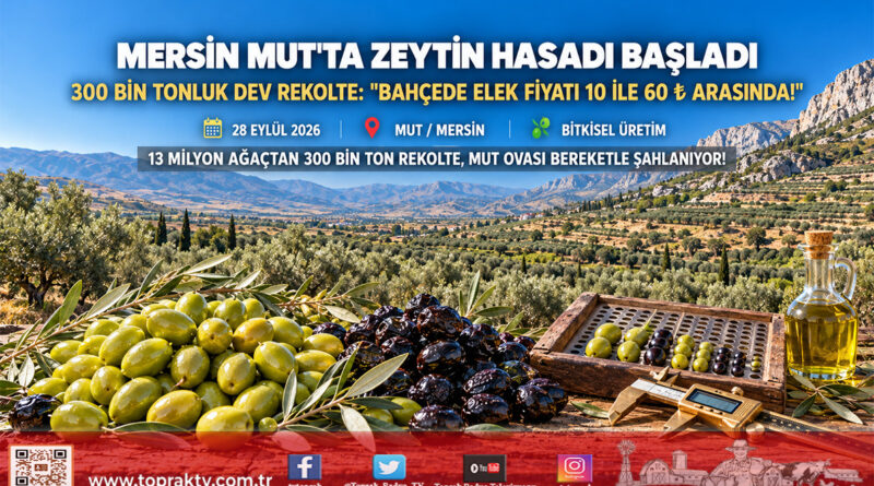 Mersin Mut’ta Dev Zeytin Sezonu Başladı: 300 Bin Ton Rekolte Beklentisi, Bahçede Fiyatlar 10 ile 60 ₺ Arasında!…