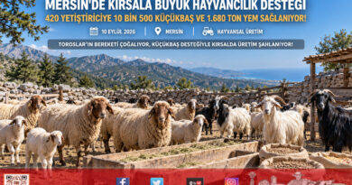 Mersin’de Kırsala Can Suyu: 420 Yetiştiriciye 10 Bin 500 Küçükbaş Hayvan ve 1.680 Ton Yem Desteği!…