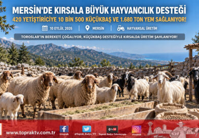 Mersin’de Kırsala Can Suyu: 420 Yetiştiriciye 10 Bin 500 Küçükbaş Hayvan ve 1.680 Ton Yem Desteği!…