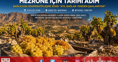 Mezrone Üzümünde Tarihi Kooperatifleşme Hamlesi: Bağlıca’da Atıl Bağlar Kamu Desteğiyle Şahlanıyor!…