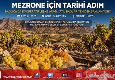 Mezrone Üzümünde Tarihi Kooperatifleşme Hamlesi: Bağlıca’da Atıl Bağlar Kamu Desteğiyle Şahlanıyor!…