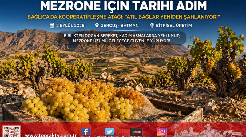 Mezrone Üzümünde Tarihi Kooperatifleşme Hamlesi: Bağlıca’da Atıl Bağlar Kamu Desteğiyle Şahlanıyor!…