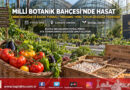 Millî Botanik Bahçesi’nde Anlamlı Ziyaret: Emine Erdoğan ve Bakan Yumaklı Ata Tohumlarının Hasadını Yaptı!…