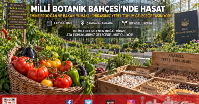 Millî Botanik Bahçesi’nde Anlamlı Ziyaret: Emine Erdoğan ve Bakan Yumaklı Ata Tohumlarının Hasadını Yaptı!…