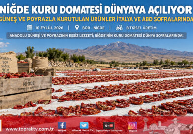 Güneş ve Poyrazla Kuruyan Niğde Domatesi Dünya Sofralarında: İtalya’dan ABD’ye Dev İhracat Köprüsü!…
