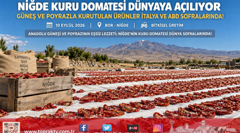 Güneş ve Poyrazla Kuruyan Niğde Domatesi Dünya Sofralarında: İtalya’dan ABD’ye Dev İhracat Köprüsü!…