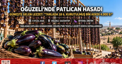Güneydoğu Güneşiyle Gelen Lezzet: Oğuzeli’nde Dolmalık Patlıcan Hasadı ve Kurutma Mesaisi Başladı!…